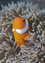 Western clown anemonefish. Lembeh straits. D200, 60mm. by Derek Haslam 